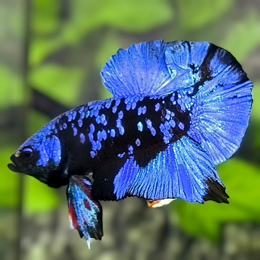 Avatar Blackstar Blue HMPK Betta Fish Male