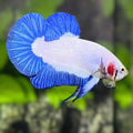 Blue Rim HMPK Betta Fish Male