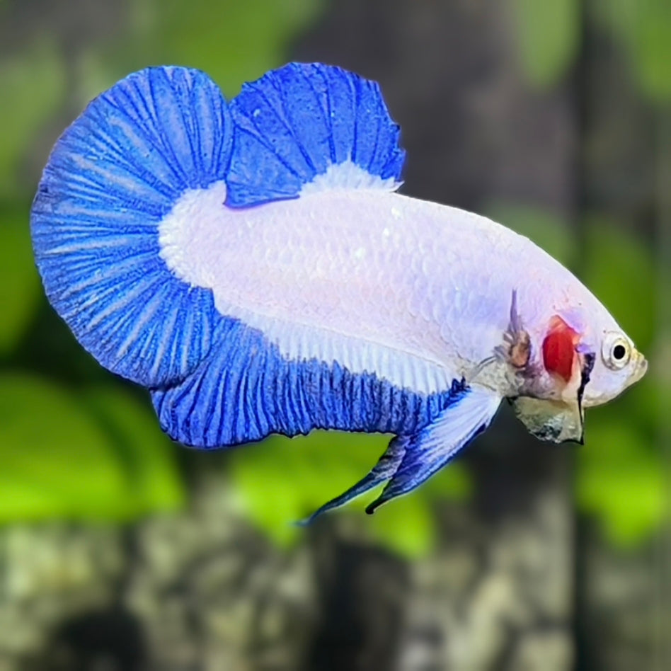 Blue Rim HMPK Betta Fish Male