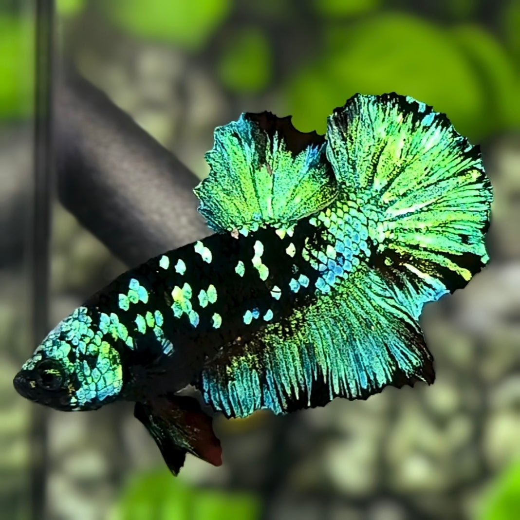 Avatar Blackstar Green HMPK Betta Fish Male