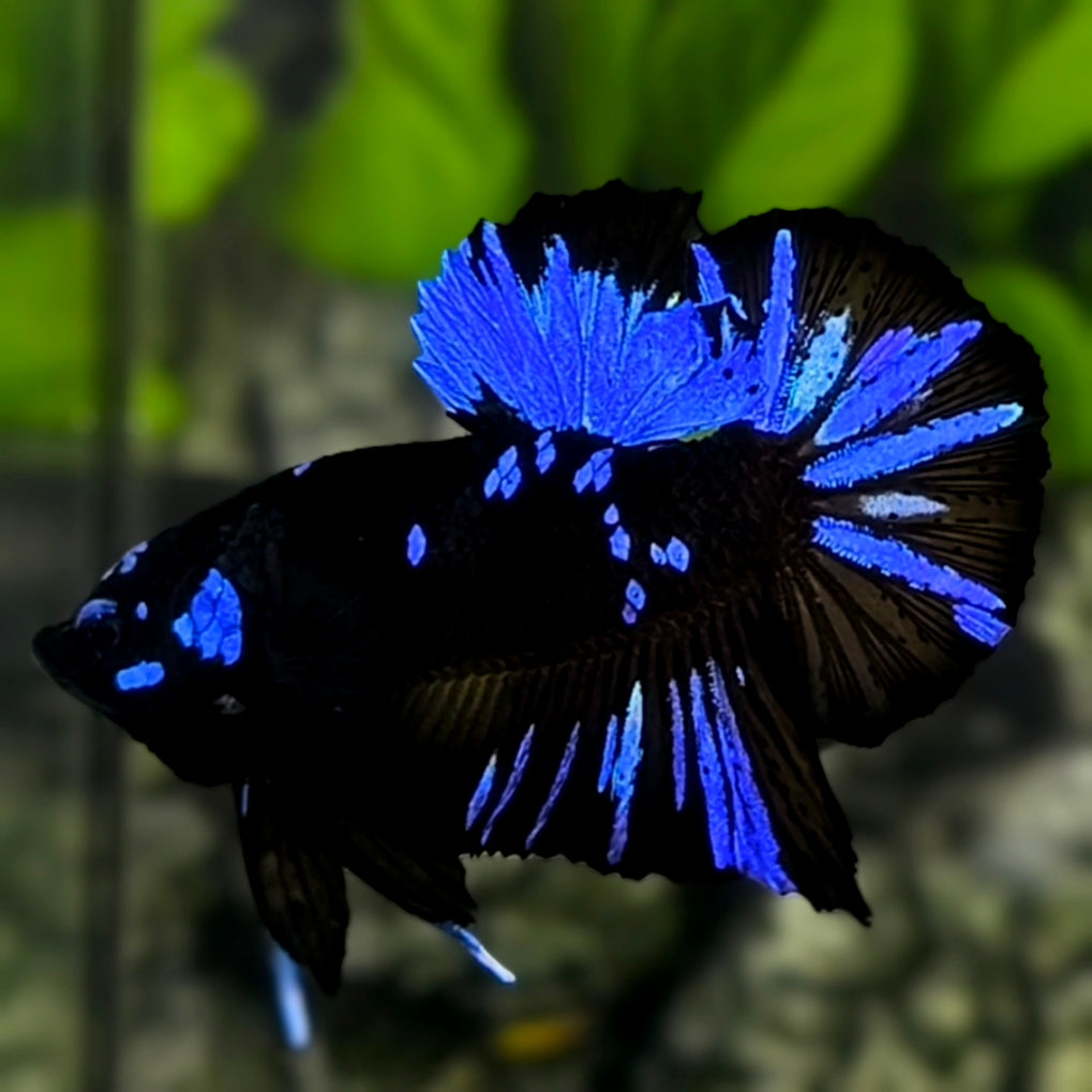 Avatar Blackstar Blue HMPK Betta Fish Male