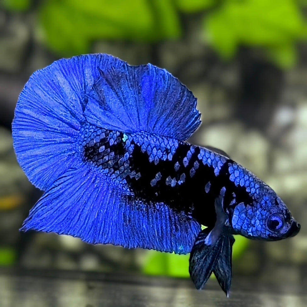 Avatar Blackstar Blue HMPK Betta Fish Male