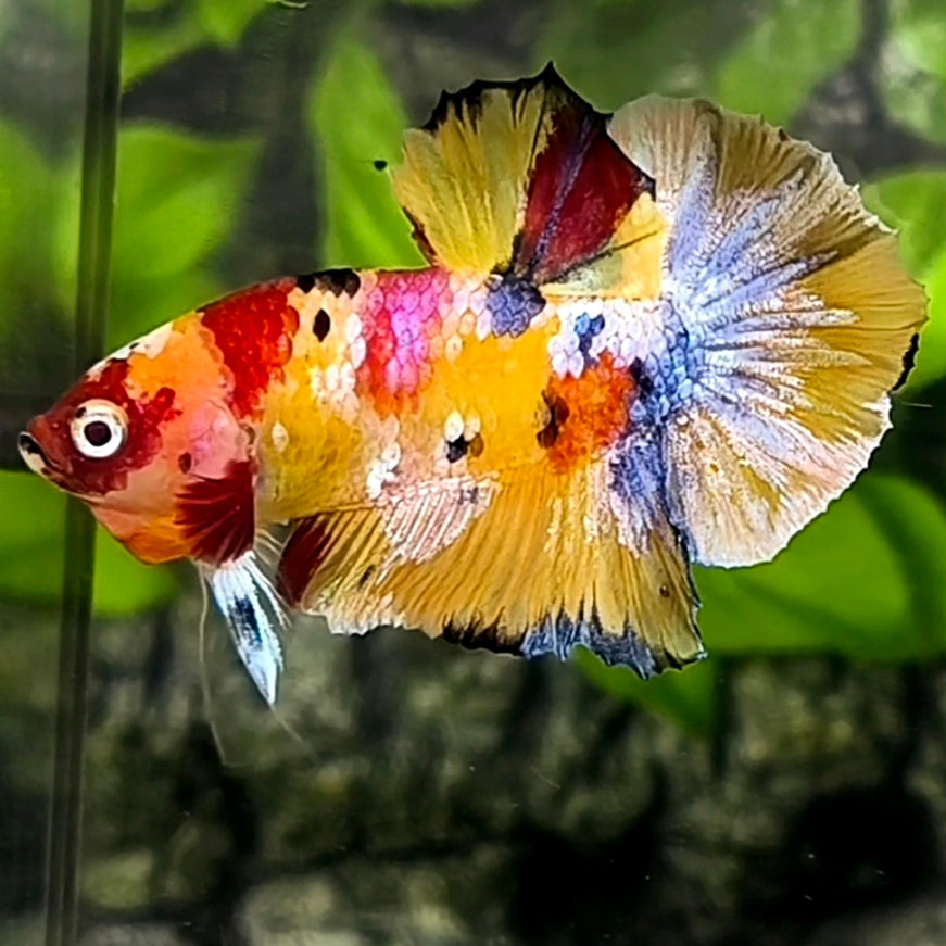 Multicolor Yellowbase Galaxy HMPK Betta Fish Male