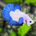 Blue Rim HMPK Betta Fish Male