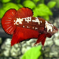 Red Mamba HMPK Betta Fish Male