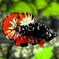Avatar Blackstar Gold Red Vampire HMPK Betta Fish Male
