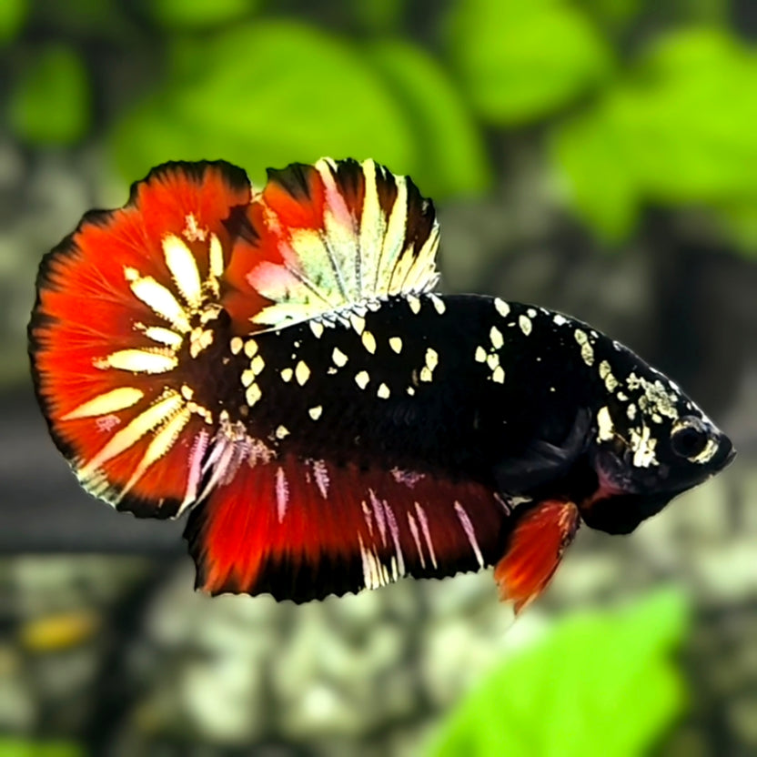 Avatar Blackstar Gold Red Vampire HMPK Betta Fish Male – Zaga Farm