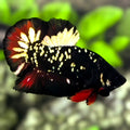Avatar Blackstar Gold Red Vampire HMPK Betta Fish Male