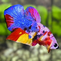 Multicolor Candy Galaxy HMPK Betta Fish Male