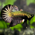 Black Copper Gold Startail Over HMPK Betta Fish Male