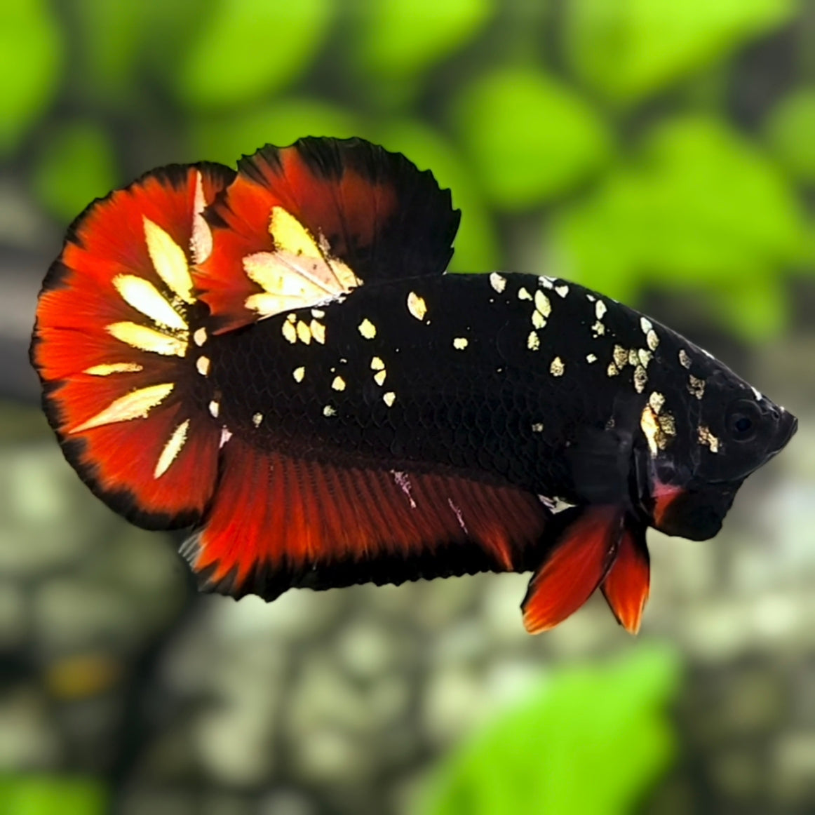 Avatar Blackstar Gold Red Vampire HMPK Betta Fish Male