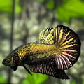 Black Copper Gold Startail HMPK Betta Fish Male