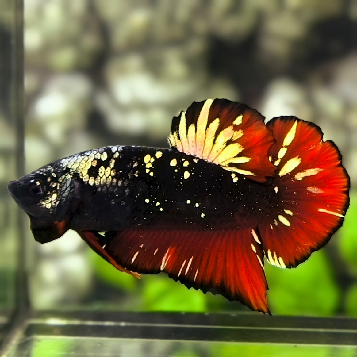 Avatar Blackstar Gold Red Vampire Nebula HMPK Betta Fish Male