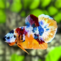 Multicolor Galaxy HMPK Betta Fish Male