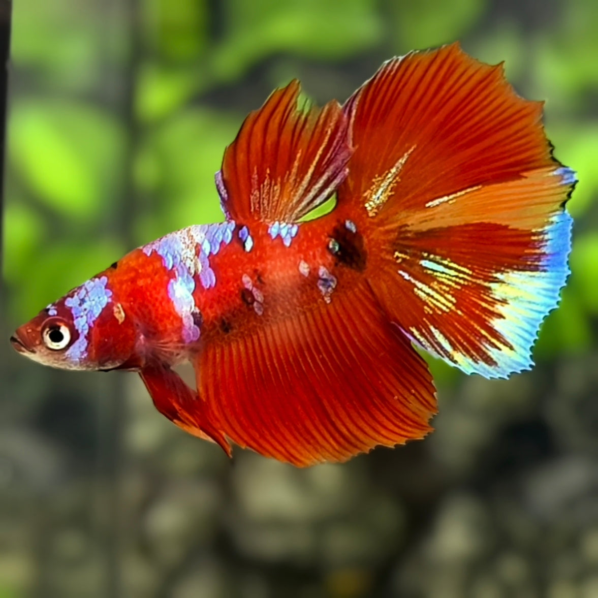 Red Galaxy Halfmoon Betta Fish Female For Sorority / Breed