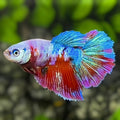 Multicolor Candy Halfmoon Betta Fish Female For Sorority / Breed