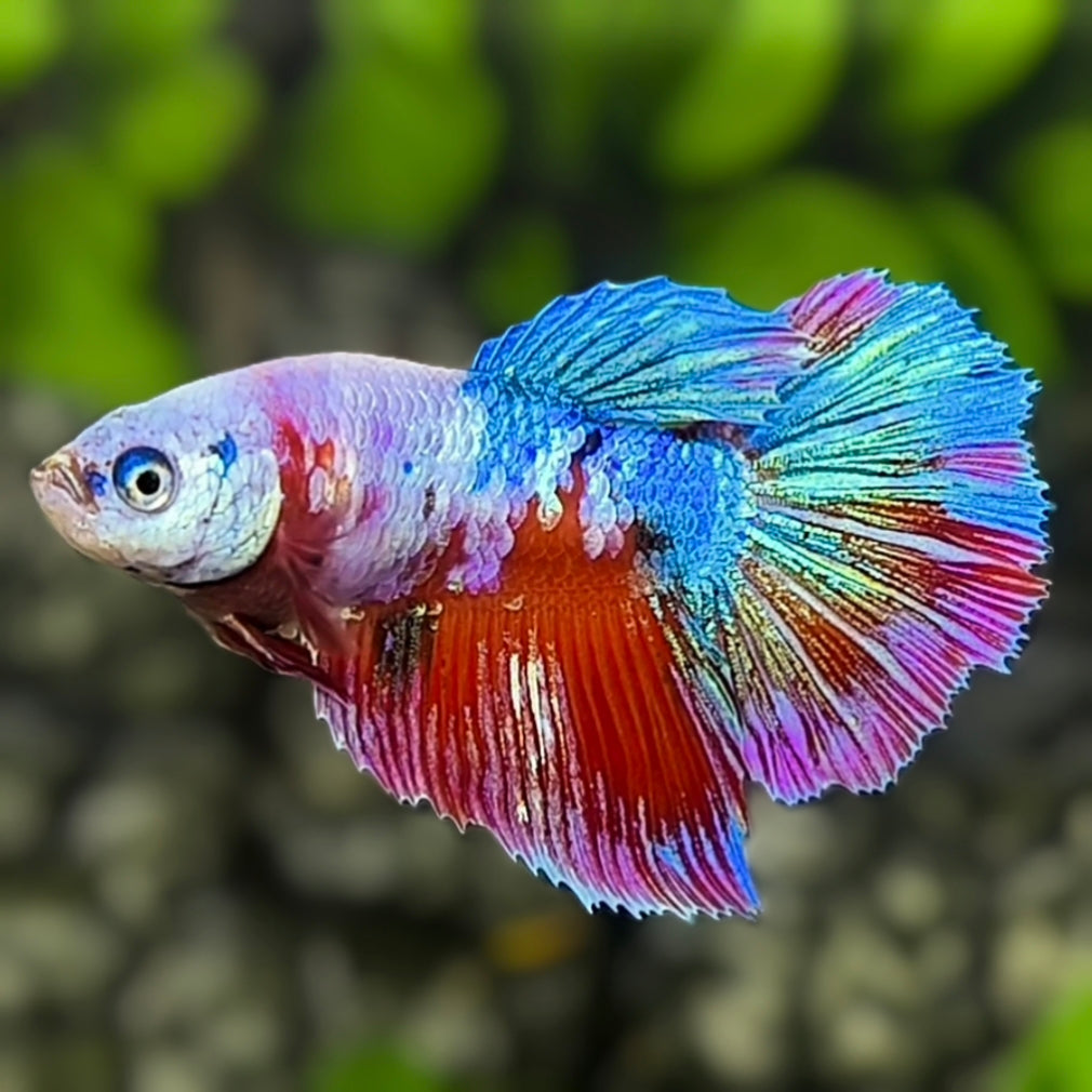 Multicolor Candy Halfmoon Betta Fish Female For Sorority / Breed – Zaga ...