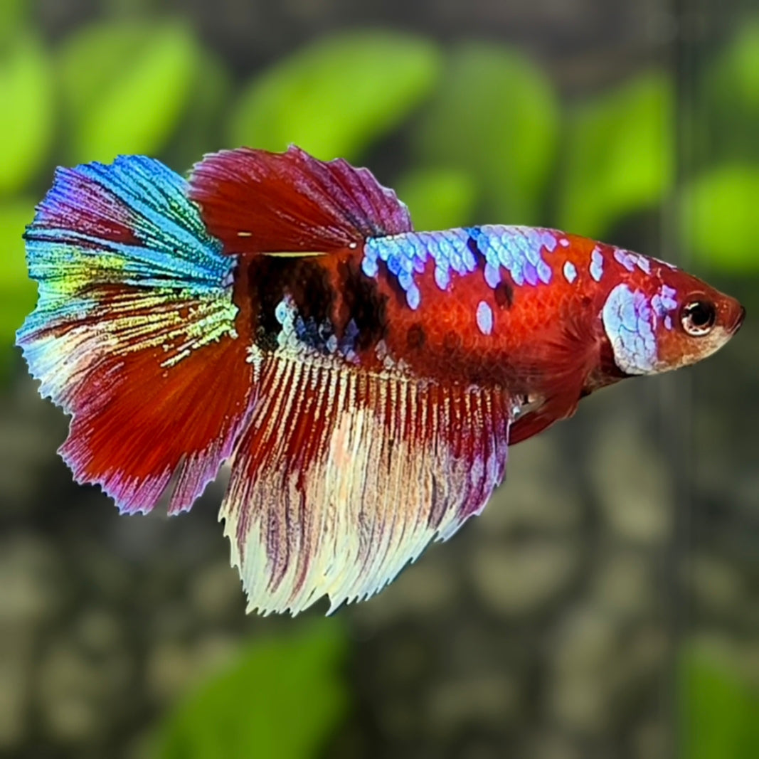 Multicolor Red Koi Galaxy Halfmoon Betta Fish Female For Sorority / Breed