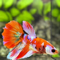 Red Koi Pink Galaxy Halfmoon Betta Fish Female For Sorority / Breed