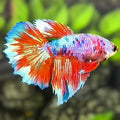 Multicolor Candy Halfmoon Betta Fish Female For Sorority / Breed