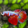Red Koi Pink Galaxy Halfmoon Betta Fish Female For Sorority / Breed