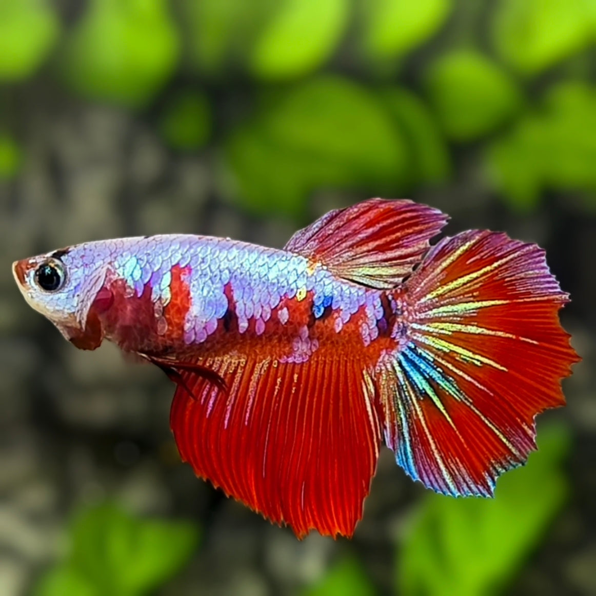 Red Koi Pink Galaxy Halfmoon Betta Fish Female For Sorority / Breed