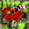 Red Koi Tiger Galaxy Halfmoon Betta Fish Female For Sorority / Breed