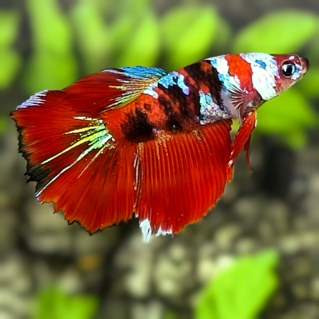 Red Koi Tiger Galaxy Halfmoon Betta Fish Female For Sorority / Breed