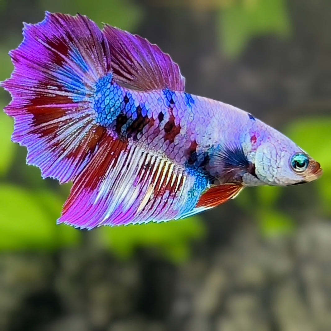 Multicolor Candy Halfmoon Betta Fish Female For Sorority / Breed