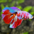 Multicolor Red Pink Galaxy Halfmoon Betta Fish Female For Sorority / Breed