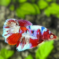 Red Barongsai Halfmoon Betta Fish Female For Sorority / Breed