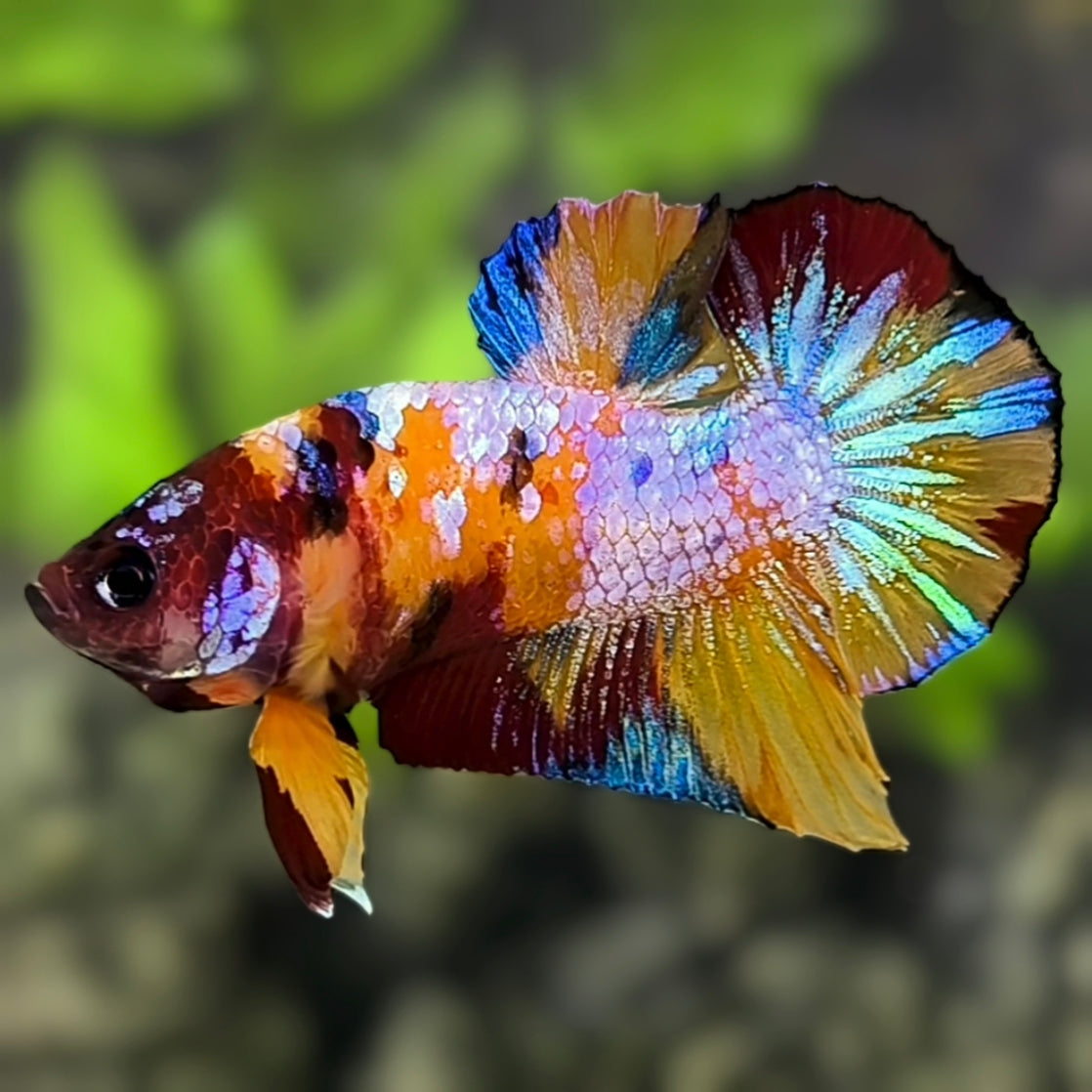 Multicolor Candy Galaxy HMPK Betta Fish Male