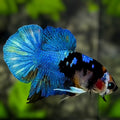 Black Koi Turquoise Galaxy HMPK Betta Fish Male