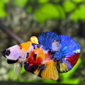 Yellowbase Multicolor Galaxy HMPK Betta Fish Male