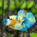 Yellow Gold Koi Turquoise Galaxy HMPK Betta Fish Male #YKG