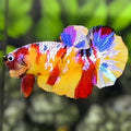 Yellowbase Multicolor Galaxy HMPK Betta Fish Male