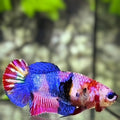 Multicolor Candy HMPK Betta Fish Female For Sorority / Breed