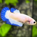 Blue Rim HMPK Betta Fish Female For Sorority / Breed