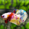 Multicolor Candy Galaxy HMPK Betta Fish Male