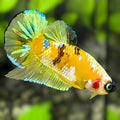 Yellow Koi Galaxy HMPK Betta Fish Male #YKG