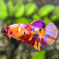 Multicolor Candy Galaxy HMPK Betta Fish Female For Sorority / Breed