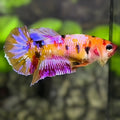 Multicolor Candy Galaxy HMPK Betta Fish Female For Sorority / Breed