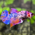 Multicolor Candy HMPK Betta Fish Female For Sorority / Breed