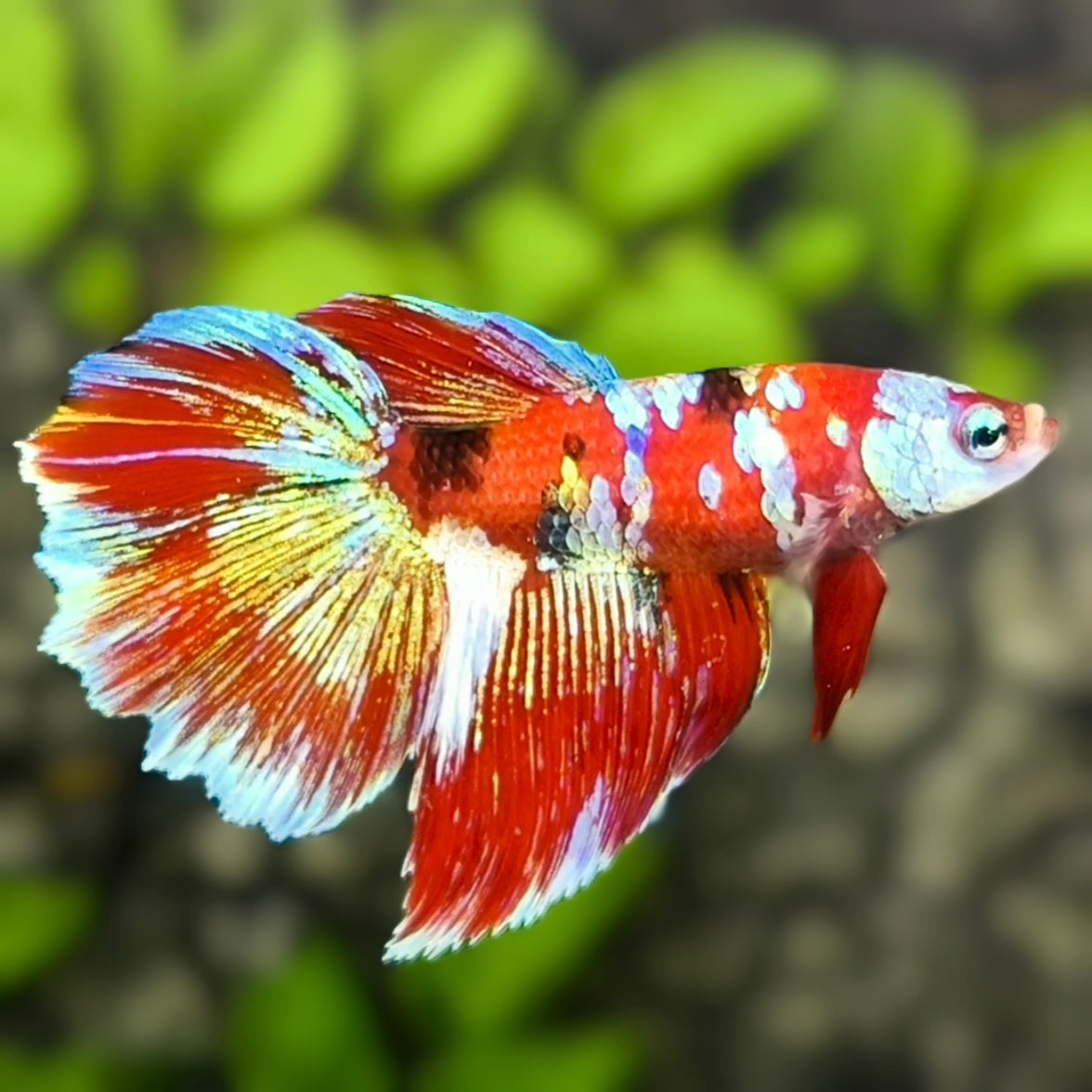 Red Koi Galaxy Halfmoon Betta Fish Female For Sorority / Breed