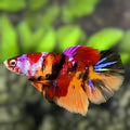 Multicolor Koi Candy Galaxy Halfmoon Betta Fish Female For Sorority / Breed