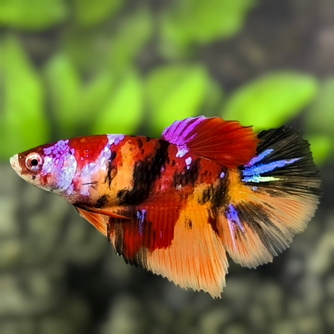 Multicolor Koi Candy Galaxy Halfmoon Betta Fish Female For Sorority / Breed
