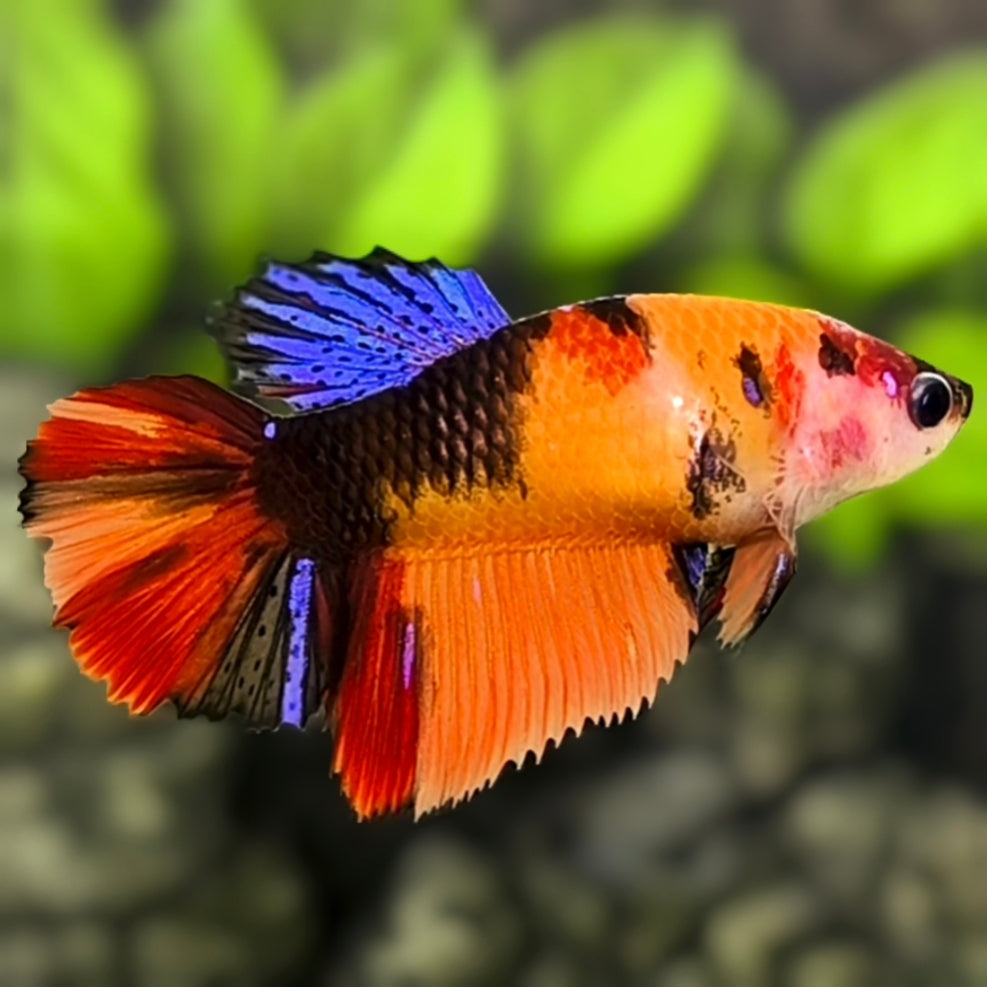 Multicolor Orange Koi Halfmoon Betta Fish Female For Sorority / Breed
