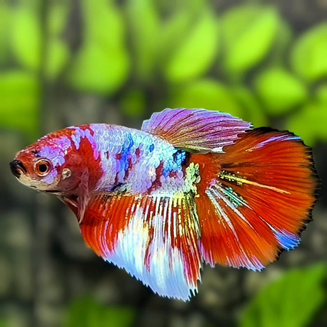 Multicolor Galaxy Halfmoon Betta Fish Female For Sorority / Breed