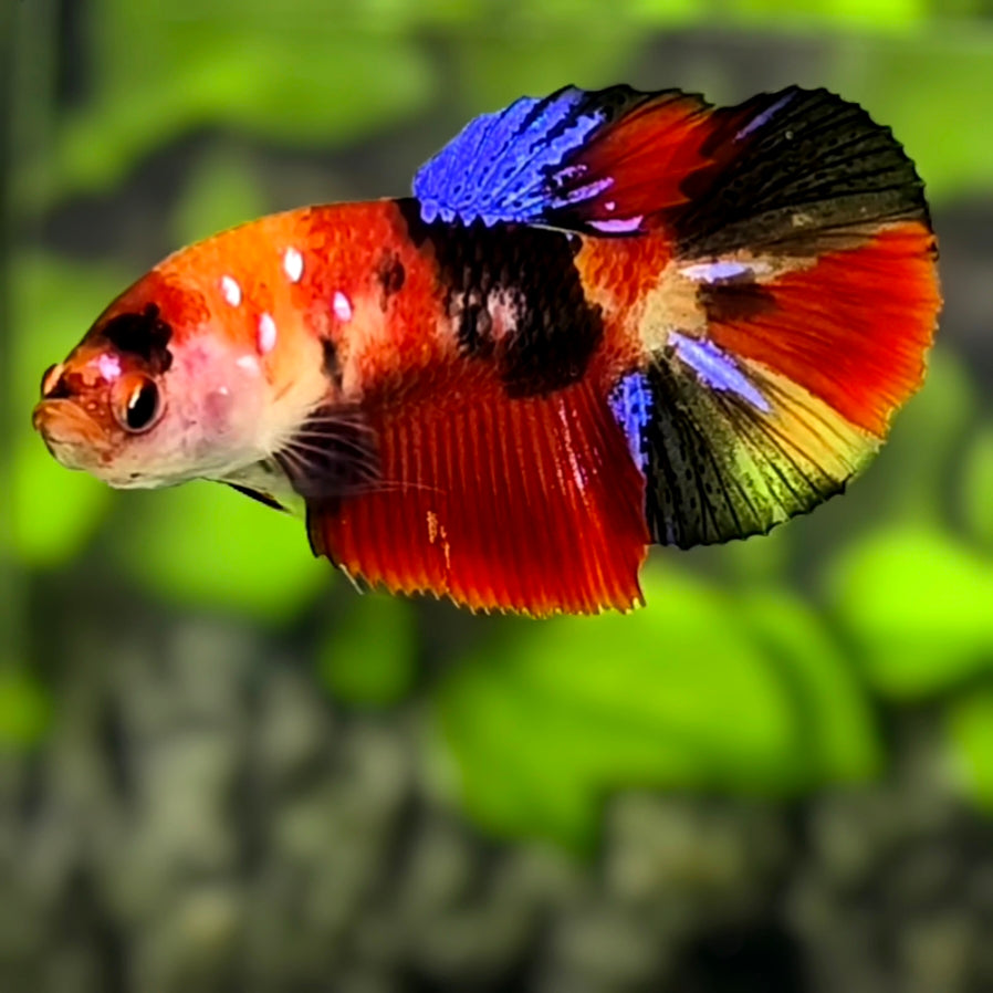 Multicolor Koi Galaxy Halfmoon Betta Fish Female For Sorority / Breed