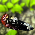 Avatar Blackstar Copper Gold Red Vampire HMPK Betta Fish Female For Sorority / Breed